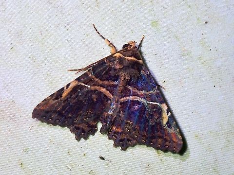 Moth - Daddala microdesma  Daddala microdesma,Malaysia,Moth,National Moth Week 2022,Sabah,moth week 2022