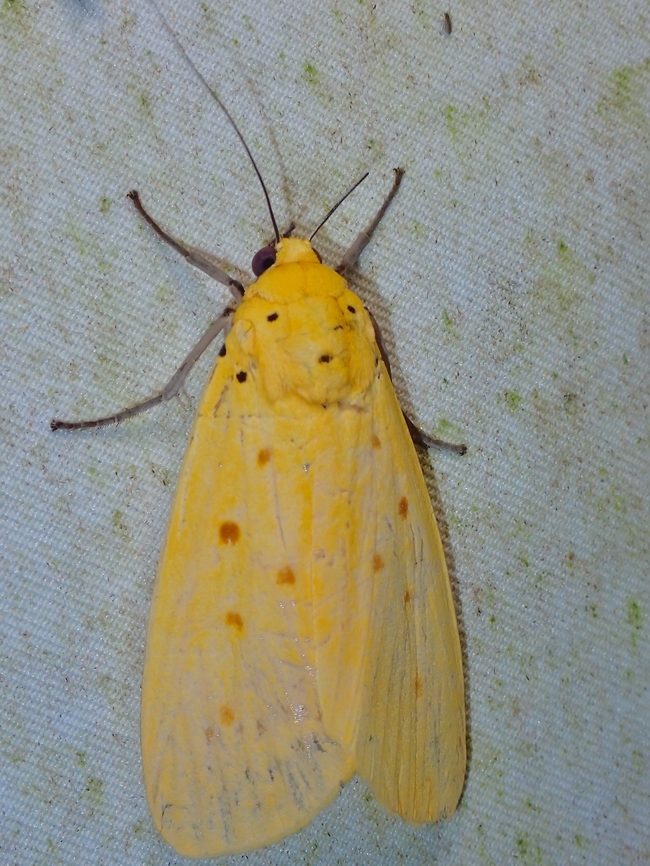 Snouted Tiger Moth - Agape chloropyga  Agape chloropyga,Malaysia,Moth,National Moth Week 2022,Sabah,Snouted Tiger Moth,Tiger Moth,moth week 2022