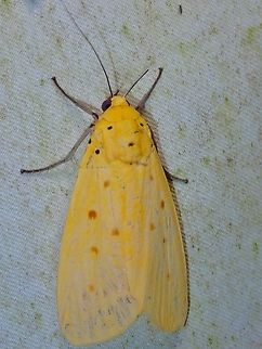 Snouted Tiger Moth - Agape chloropyga  Agape chloropyga,Malaysia,Moth,National Moth Week 2022,Sabah,Snouted Tiger Moth,Tiger Moth,moth week 2022