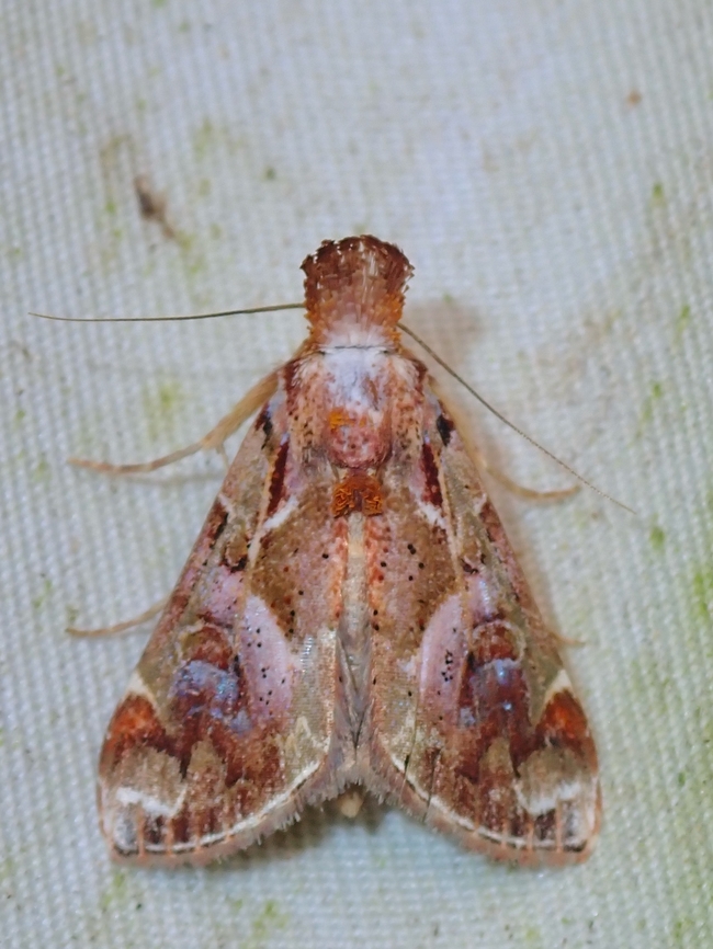 Moth - Chorsia quentini  Chorsia quentini,Malaysia,Moth,National Moth Week 2022,Sabah,moth week 2022