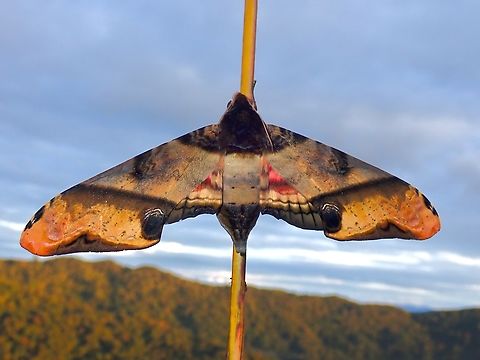 Mango Hawkmoth - Amplypterus panopus  Amplypterus panopus,Hawkmoth,Malaysia,Mango Hawkmoth,Moth,National Moth Week 2022,Sabah,moth week 2022