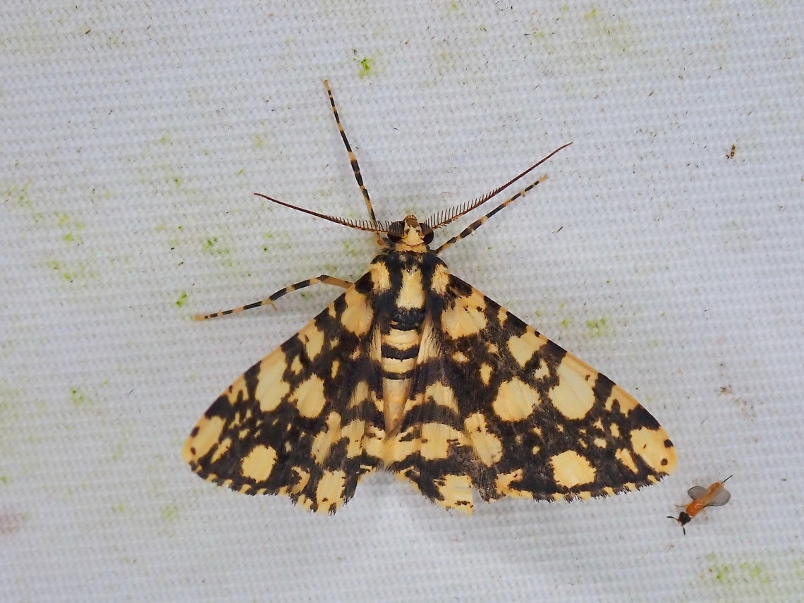 Moth - Alcis maculata  Alcis maculata,Malaysia,Moth,Moth Week 2022,National Moth Week 2022,Sabah