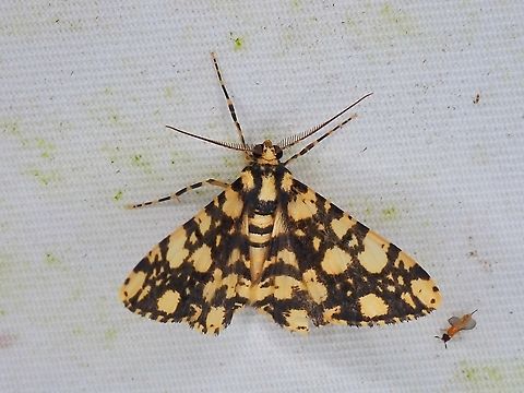 Moth - Alcis maculata Alcis maculata,Malaysia,Moth,Moth Week 2022,National Moth Week 2022,Sabah