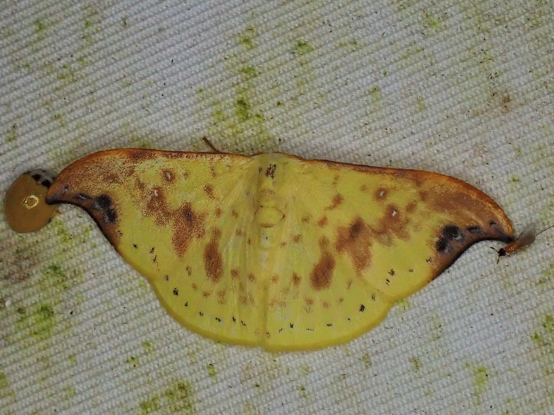 Hooktip Moth - Tridrepana microcrocea  Hooktip Moth,Moth,Moth Week 2022,National Moth Week 2022,Tridrepana microcrocea