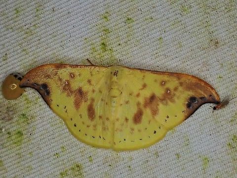 Hooktip Moth - Tridrepana microcrocea  Hooktip Moth,Moth,Moth Week 2022,National Moth Week 2022,Tridrepana microcrocea