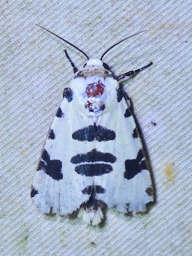 Moth - Clethrorasa pilcheri  Clethrorasa pilcheri,Malaysia,Moth,National Moth Week 2022,Sabah,moth week 2022