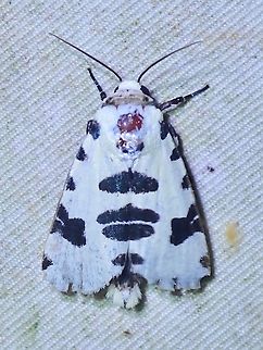 Moth - Clethrorasa pilcheri  Clethrorasa pilcheri,Malaysia,Moth,National Moth Week 2022,Sabah,moth week 2022