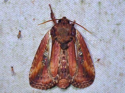 Tufted Moth - Triorbis aureovitta  Malaysia,Moth,Moth Week 2022,National Moth Week 2022,Sabah,Triorbis aureovitta,Tufted Moth