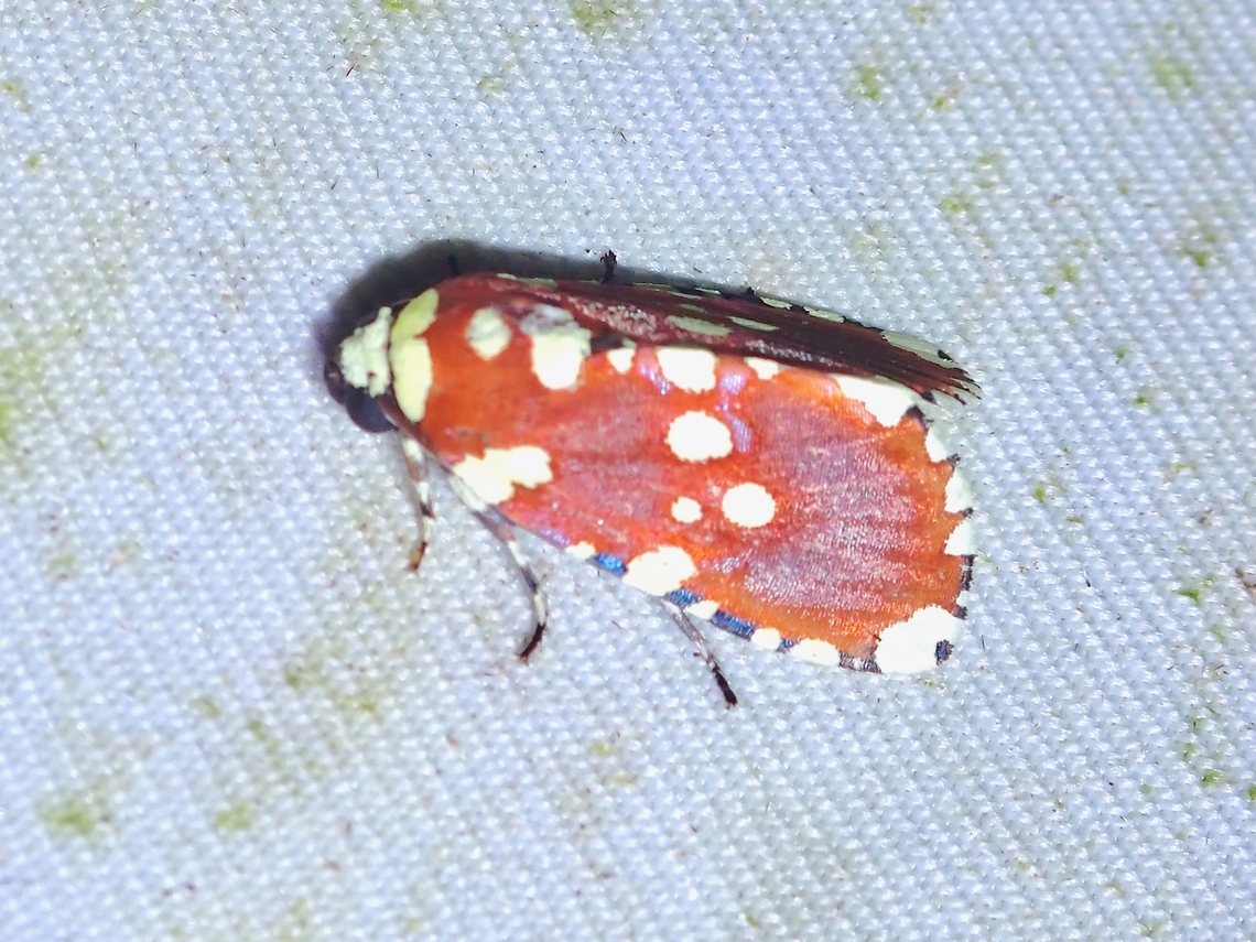 Moth - Yepcalphis dilectissima  Malaysia,Moth,Moth Week 2022,National Moth Week 2022,Sabah,Yepcalphis,Yepcalphis dilectissima
