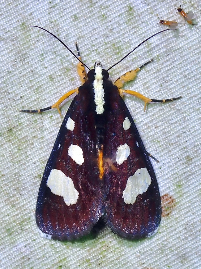 Forester Moth - Mimeusemia postica  Forester Moth,Malaysia,Mimeusemia postica,Moth,Moth Week 2022,National Moth Week 2022,Sabah
