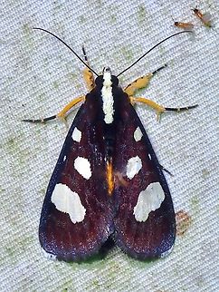 Forester Moth - Mimeusemia postica  Forester Moth,Malaysia,Mimeusemia postica,Moth,Moth Week 2022,National Moth Week 2022,Sabah