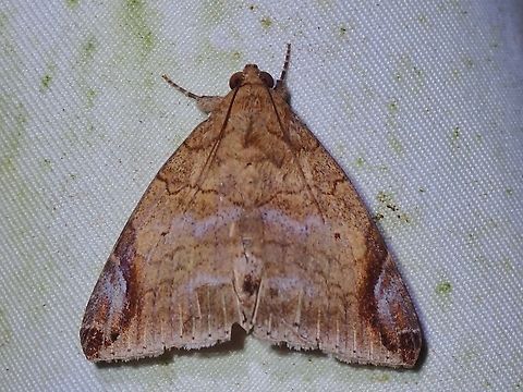 Moth - Bastilla circumsignata  Bastilla circumsignata,Malaysia,Moth,Moth Week 2022,National Moth Week 2022,Sabah