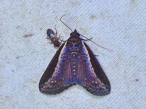 Moth - Lophoptera squammigera  Lophoptera squammigera,Malaysia,Moth,Moth Week 2022,National Moth Week 2022,Sabah