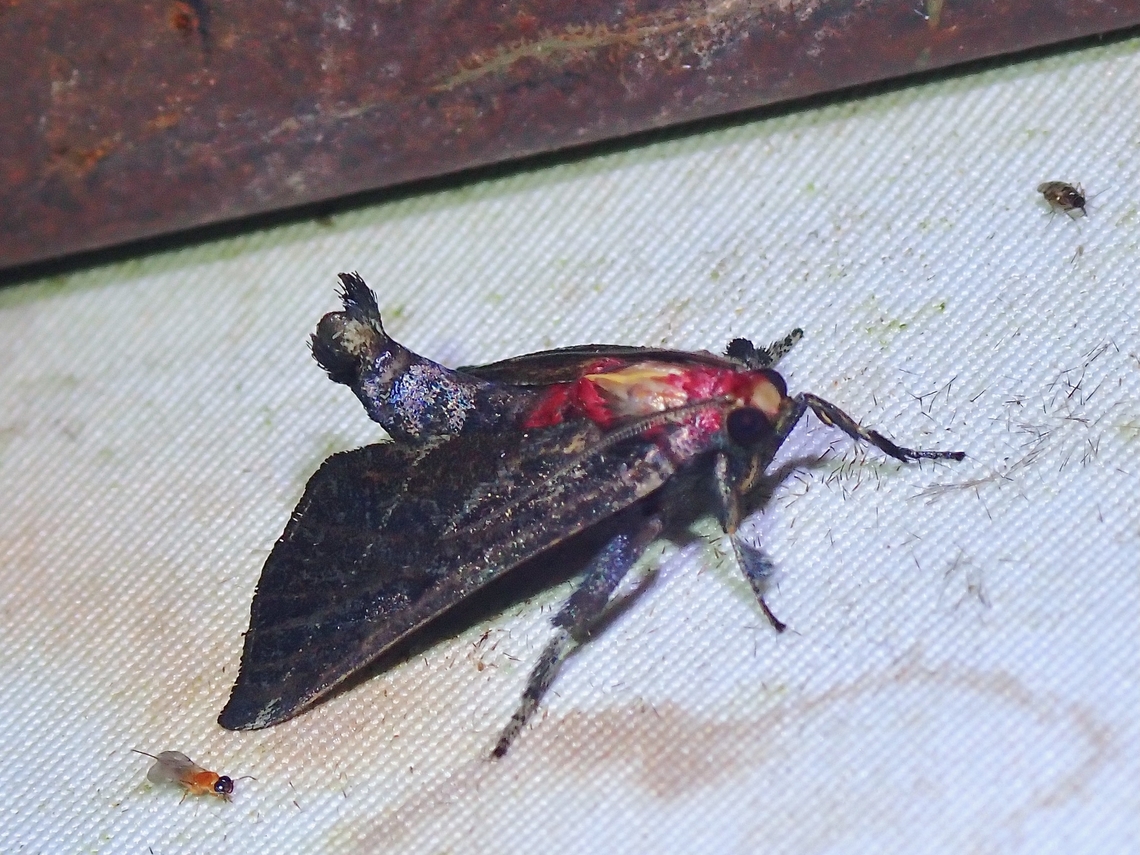 Snout Moth - Toccolosida rubriceps  Malaysia,Moth,Moth Week 2022,National Moth Week 2022,Sabah,Snout Moth,Toccolosida rubriceps