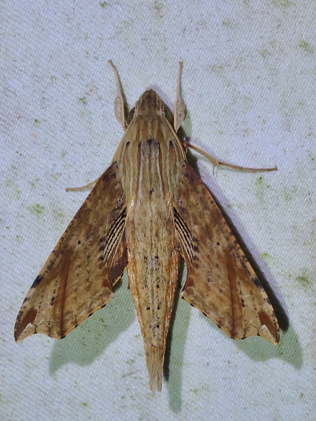 Hawkmoth - Eupanacra psaltria  Eupanacra psaltria,Hawkmoth,Malaysia,Moth,Moth Week 2022,National Moth Week 2022,Sabah