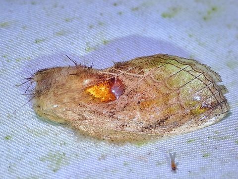 Prominent Moth - Rodneya caudata  Malaysia,Moth,Moth Week 2022,National Moth Week 2022,Prominent Moth,Rodneya caudata,Sabah