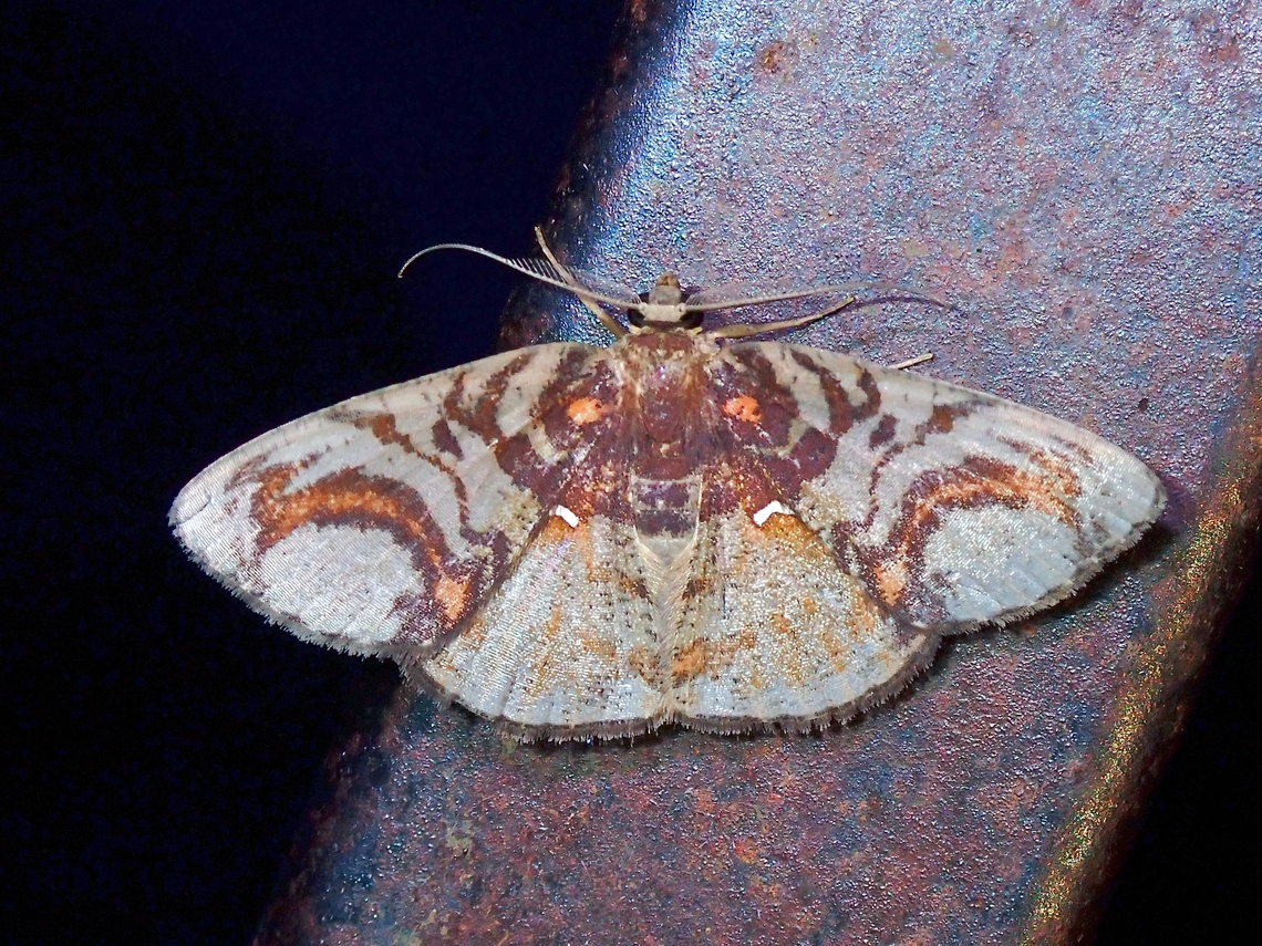 Moth - Astygisa circularia  Astygisa circularia,Malaysia,Moth,National Moth Week 2022,Sabah,moth week 2022