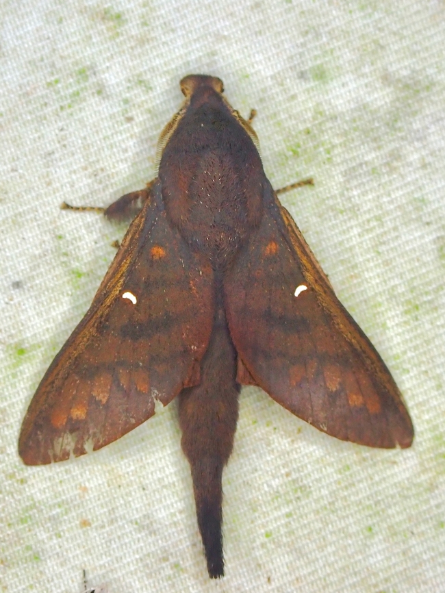Lappet Moth - Suana sundana  Lappet Moth,Moth,Moth Week 2022,National Moth Week 2022,Suana sundana