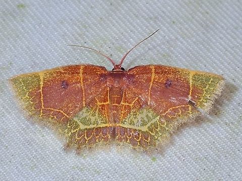Moth - Chrysocraspeda iole  Chrysocraspeda iole,Chrysocraspeda olearia,Malaysia,Moth,Moth Week 2022,National Moth Week 2022,Sabah