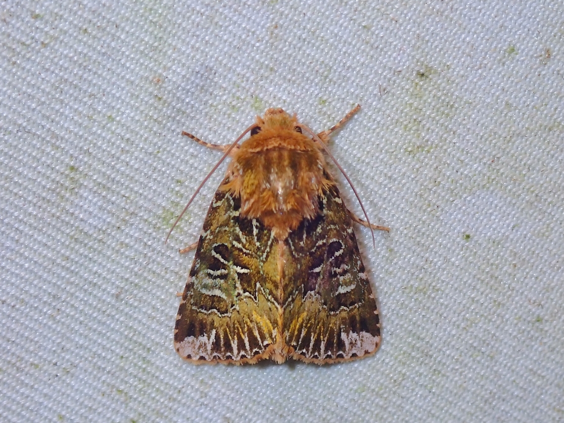 Moth - Xenotrachea leucopera  Malaysia,Moth,Moth Week 2022,National Moth Week 2022,Sabah,Xenotrachea leucopera