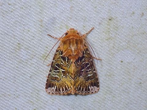 Moth - Xenotrachea leucopera  Malaysia,Moth,Moth Week 2022,National Moth Week 2022,Sabah,Xenotrachea leucopera