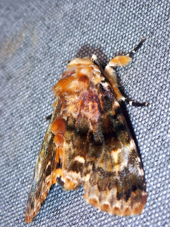 Moth - Anepholcia pygaria  Anepholcia pygaria,Malaysia,Moth,Moth Week 2022,National Moth Week 2022,Sabah