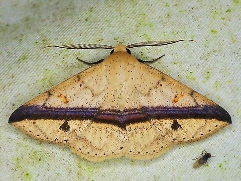 Moth - Ugia eugrapha  Malaysia,Moth,Moth Week 2022,National Moth Week 2022,Sabah,Ugia eugrapha
