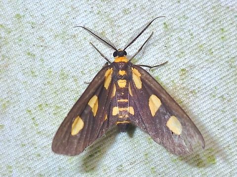 Moth - Pseudeuchromia maculifera  Malaysia,Moth,Moth Week 2022,National Moth Week 2022,Pseudeuchromia maculifera,Sabah