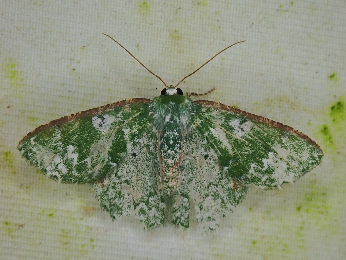 Moth - Eucyclodes albisparsa  Eucyclodes albisparsa,Malaysia,Moth,Moth Week 2022,National Moth Week 2022,Sabah