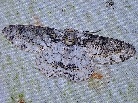 Moth - Cusiala boarmoides  Cusiala boarmoides,Malaysia,Moth,Moth Week 2022,National Moth Week 2022,Sabah