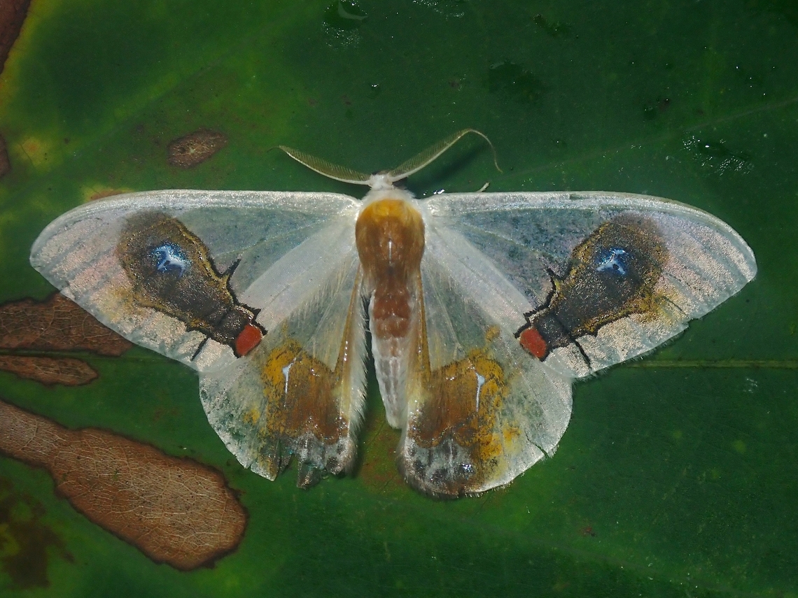 Flies feeding on bird dung? Amazing mimicry on the wings of this Moth - Flies feeding on bird dung! Macrocilix maia,Malaysia,Moth,Moth Week 2022,National Moth Week 2022,Sabah