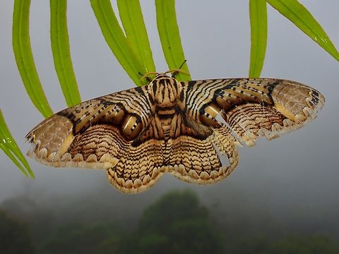Brahmin Moth - Brahmaea hearseyi  Brahmaea hearseyi,Brahmin Moth,Malaysia,Moth,Moth Week 2022,National Moth Week 2022,Sabah