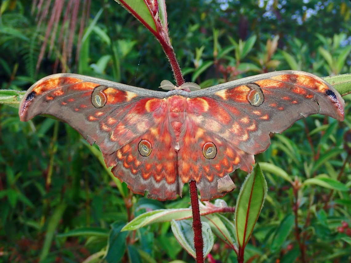 Giant Silkworm Moth - Antheraea larissa  Antheraea larissa,Giant Silkworm Moth,Malaysia,Moth,Moth Week 2022,National Moth Week 2022,Sabah,Silkworm Moth