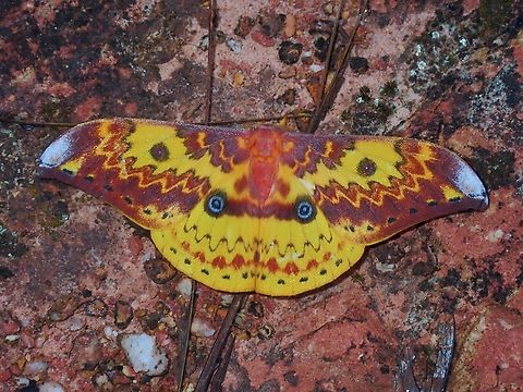 Eyes of Blue? Giant Silkworm Moth - Lemaireia loepoides Giant Silkworm Moth,Lemaireia loepoides,Malaysia,Moth,Moth Week 2022,National Moth Week 2022,Sabah,Silkworm Moth