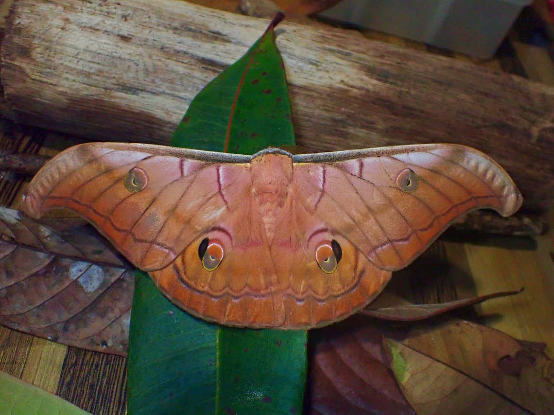 Giant Silkworm Moth - Antheraea helferi  Antheraea helferi,Giant Silkworm Moth,Malaysia,Moth,Moth Week 2022,National Moth Week 2022,Sabah,Silkworm Moth