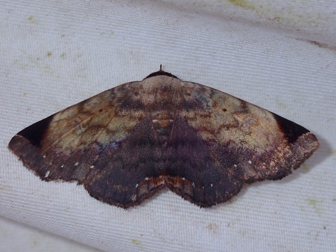 Moth - Psimada hybrida  Malaysia,Moth,Moth Week 2022,National Moth Week 2022,Psimada hybrida,Sabah