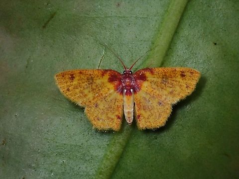 Rare Beauty Was told that this is not a commonly seen species. Chrysocraspeda porphyrochlamys,Malaysia,Moth,Moth Week 2022,National Moth Week 2022,Sabah