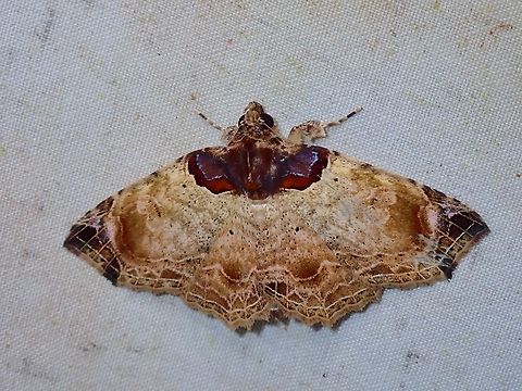 Moth - Tamba coeruleobasis Was told this is not a commonly seen Moth, quite a beauty, unfortunately I didn't truly captures it's true beauty. Malaysia,Moth,Moth Week 2022,National Moth Week 2022,Sabah,Tamba coeruleobasis