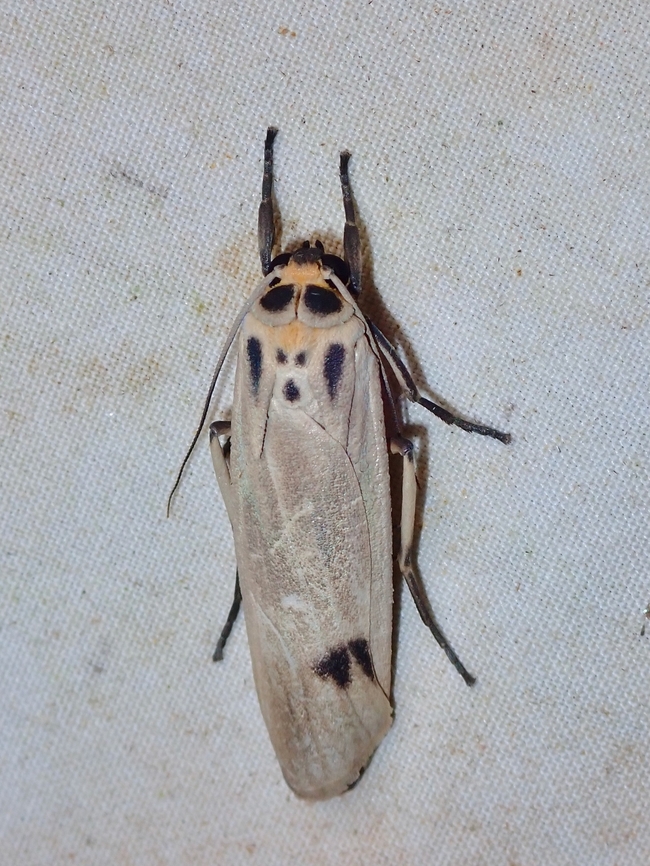 Lichen Moth - Tigrioides puncticollis  Lichen Moth,Malaysia,Moth,Moth Week 2022,National Moth Week 2022,Sabah,Tigrioides puncticollis