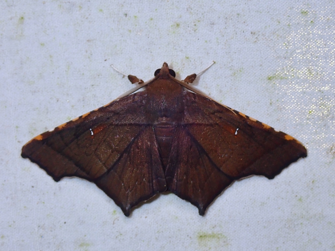 Moth - Episparis costistriga  Episparis costistriga,Malaysia,Moth,Moth Week 2022,National Moth Week 2022,Sabah
