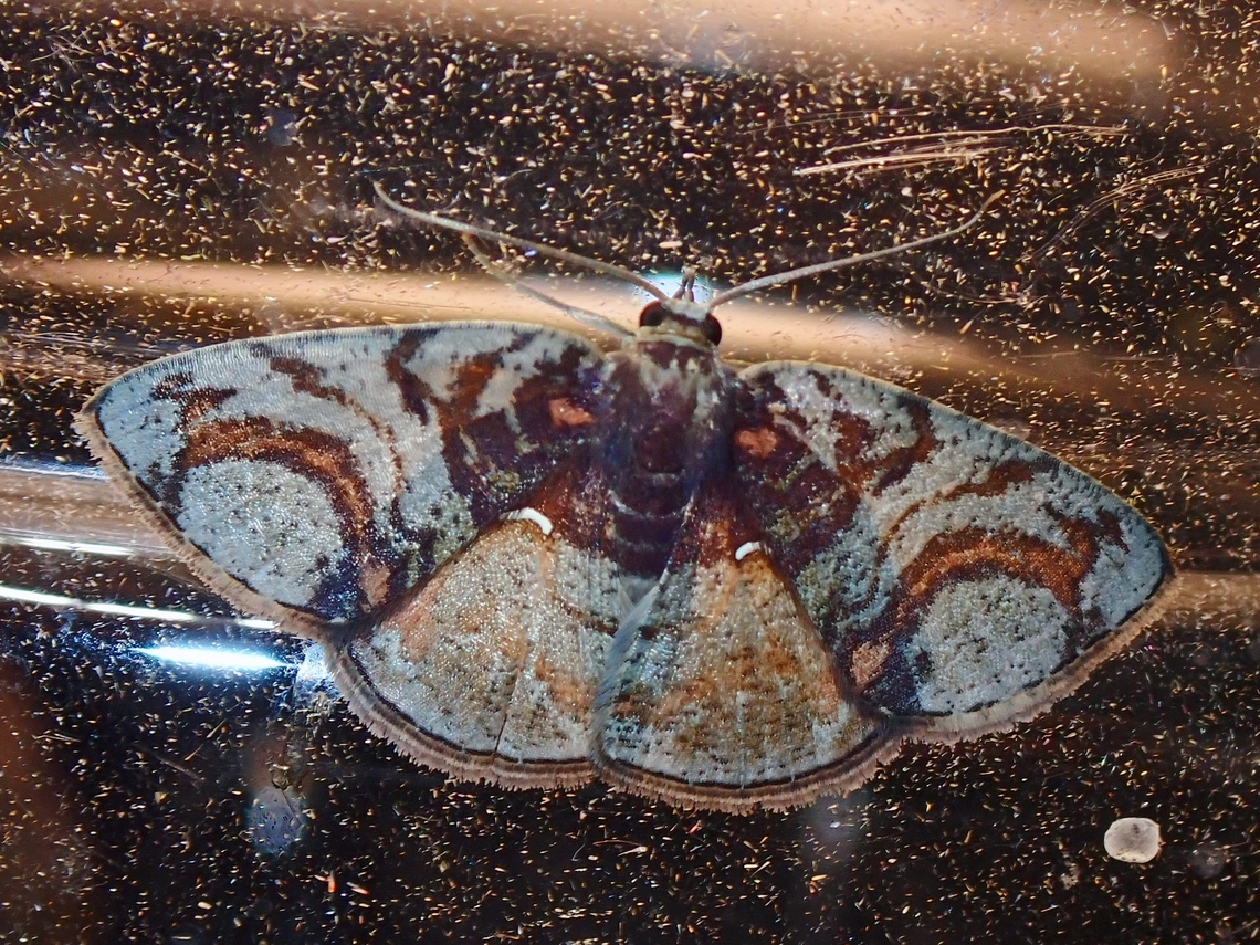 Moth - Astygisa circularia  Astygisa circularia,Malaysia,Moth,Moth Week 2022,National Moth Week 2022,Sabah