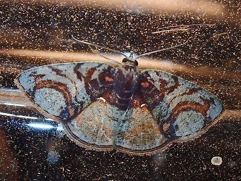 Moth - Astygisa circularia  Astygisa circularia,Malaysia,Moth,Moth Week 2022,National Moth Week 2022,Sabah