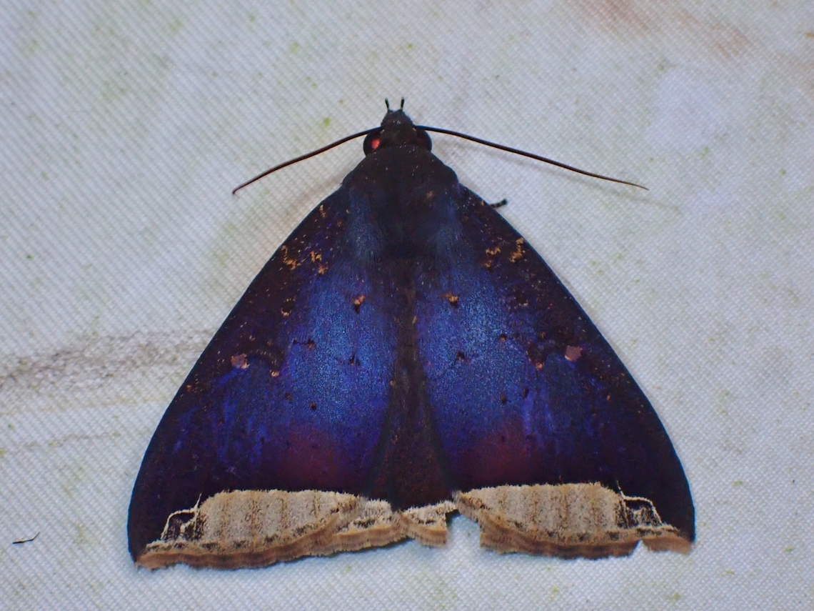 Moth - Platyja sumatrana Was told this is not a commonly seen Moth, love the colour reflections on it&#039;s wings. Malaysia,Moth,Moth Week 2022,National Moth Week 2022,Platyja sumatrana,Sabah