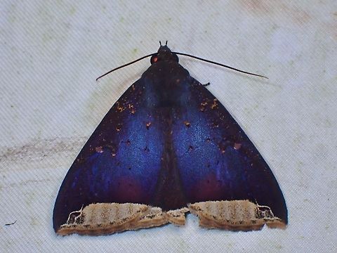 Moth - Platyja sumatrana Was told this is not a commonly seen Moth, love the colour reflections on it's wings. Malaysia,Moth,Moth Week 2022,National Moth Week 2022,Platyja sumatrana,Sabah