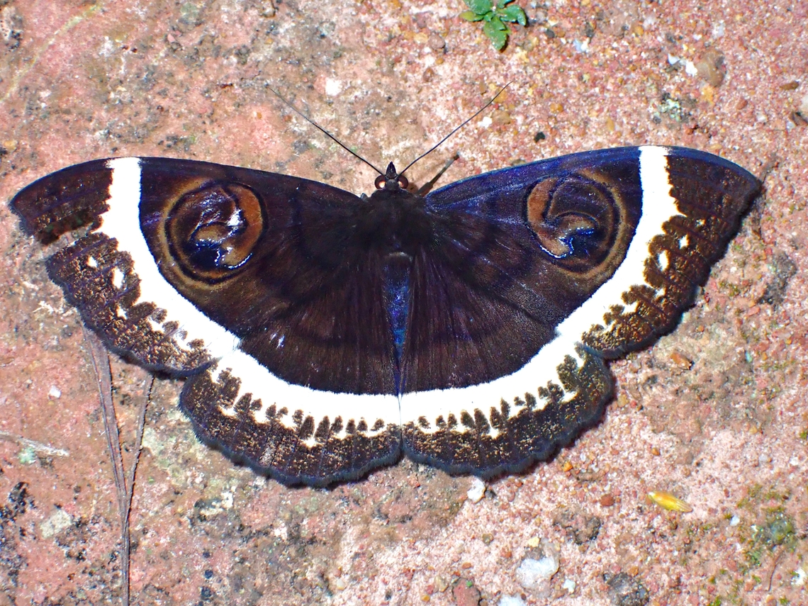 Moth - Erebus gemmans  Erebus gemmans,Malaysia,Moth,Moth Week 2022,National Moth Week 2022,Sabah