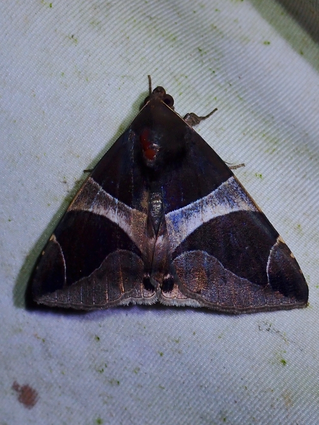 Moth - Bastilla crameri  Bastilla crameri,Malaysia,Moth,Moth Week 2022,National Moth Week 2022,Sabah