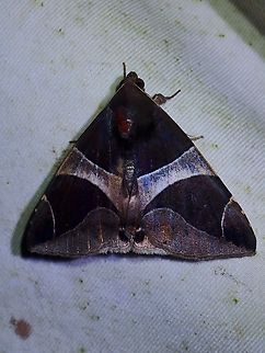 Moth - Bastilla crameri  Bastilla crameri,Malaysia,Moth,Moth Week 2022,National Moth Week 2022,Sabah