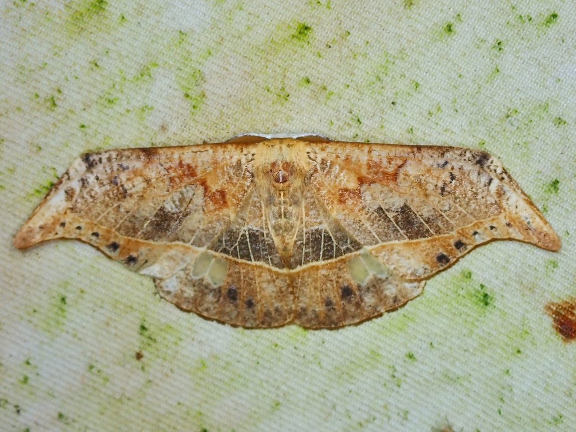Moth - Canucha specularis  Canucha specularis,Malaysia,Moth,Moth Week 2022,National Moth Week 2022,Sabah