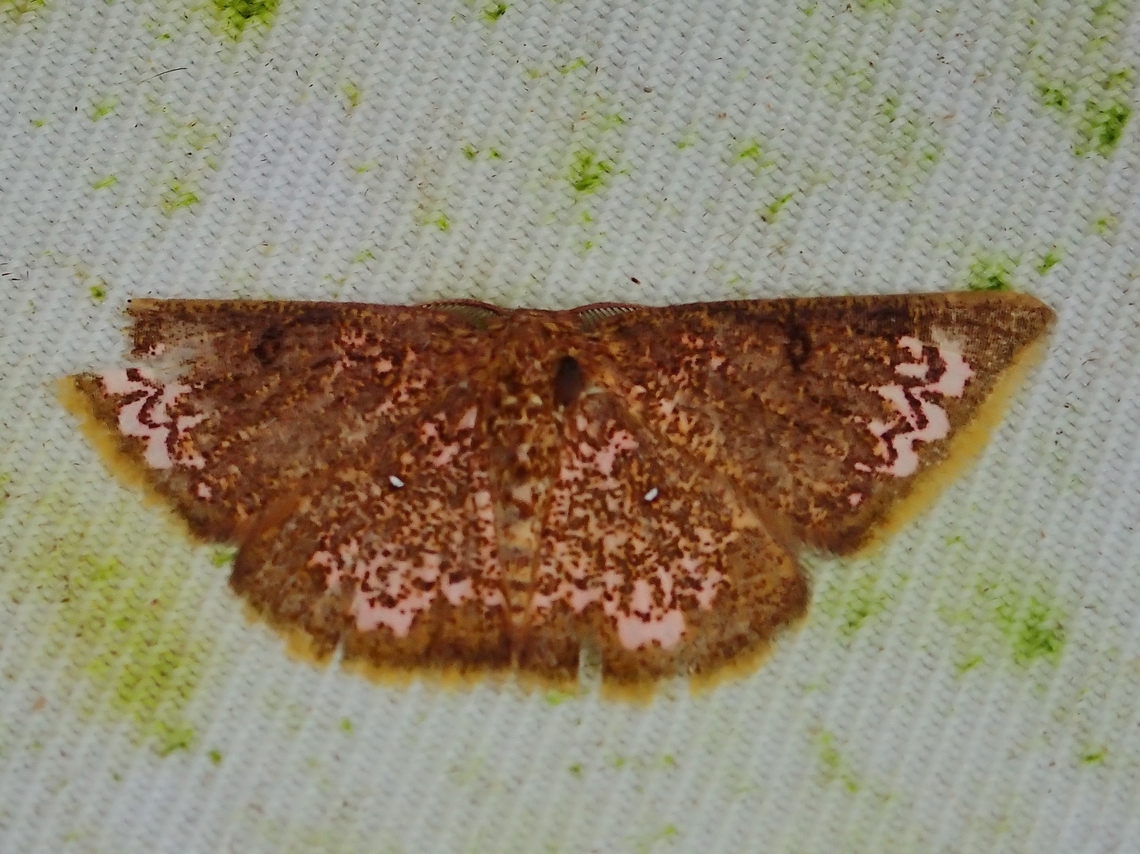 Moth - Chrysocraspeda abhadraca  Chrysocraspeda abhadraca,Malaysia,Moth,Moth Week 2022,National Moth Week 2022,Sabah