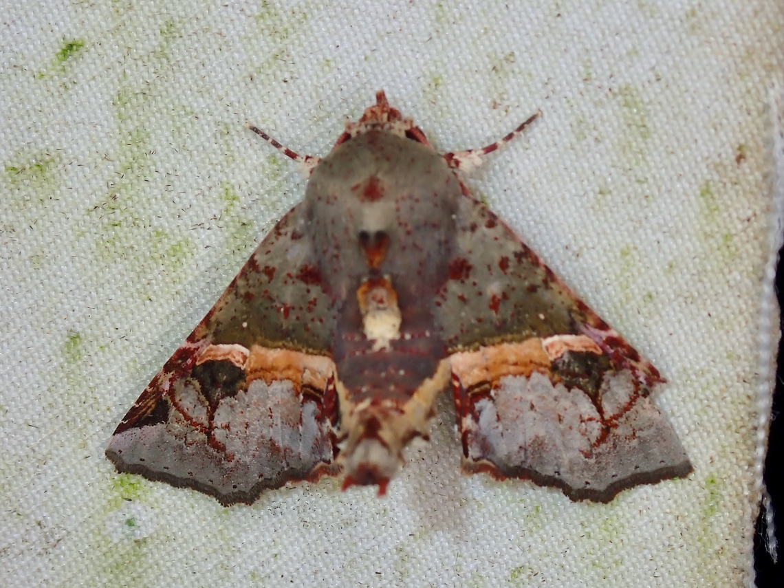 Moth - Targalla subocellata  Malaysia,Moth,Moth Week 2022,National Moth Week 2022,Sabah,Targalla subocellata